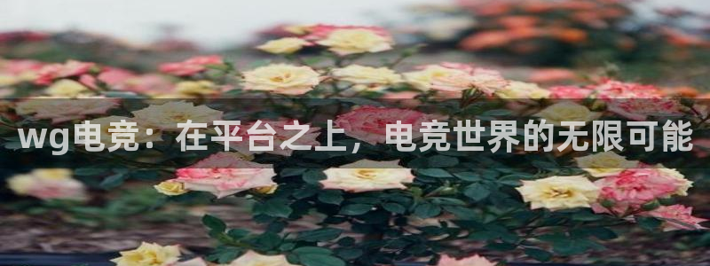 南宫电竞官网：wg电竞：在平台之上，电竞世界的无限可能